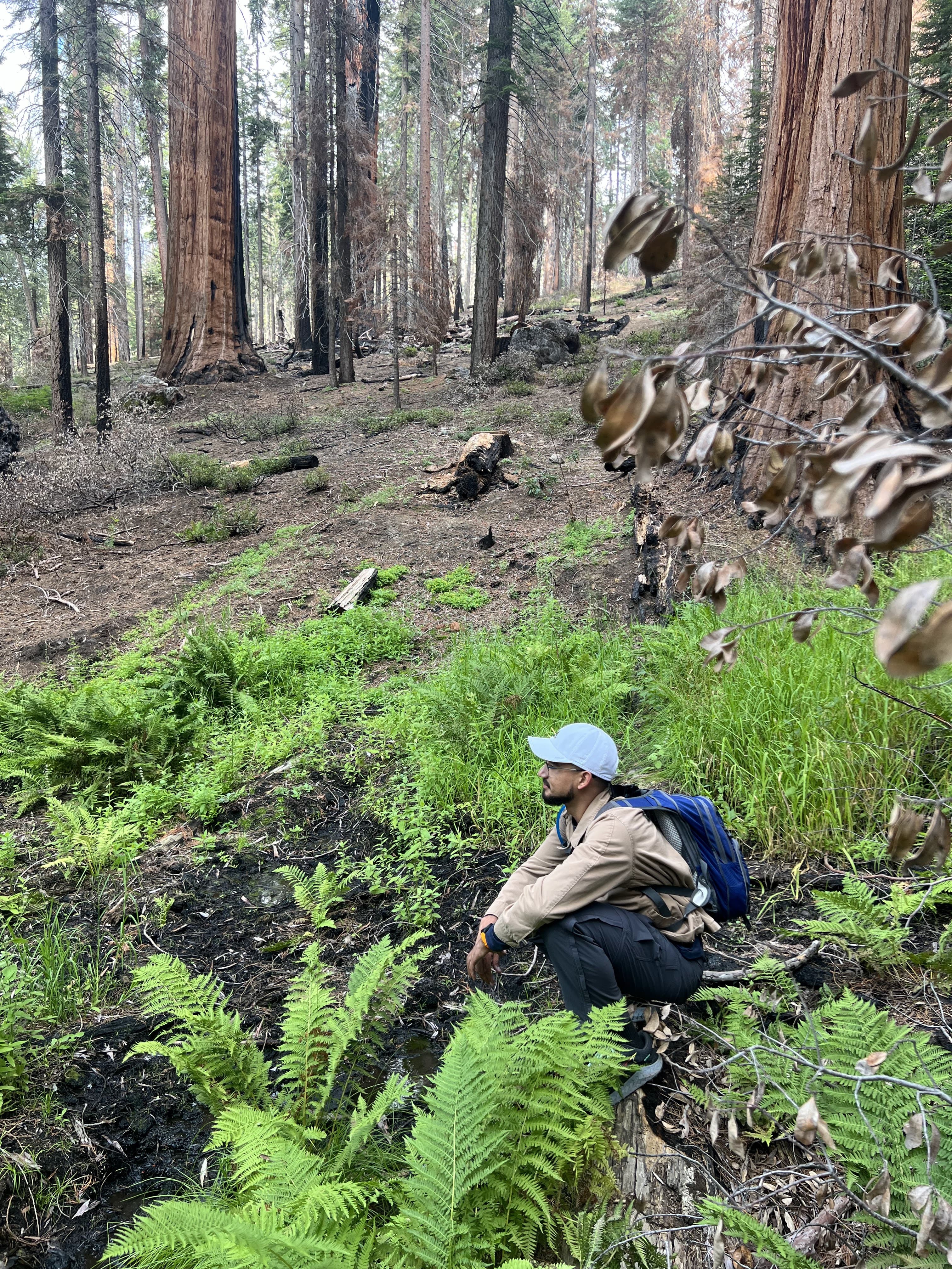 Sequioa National Forest Album Picture 1