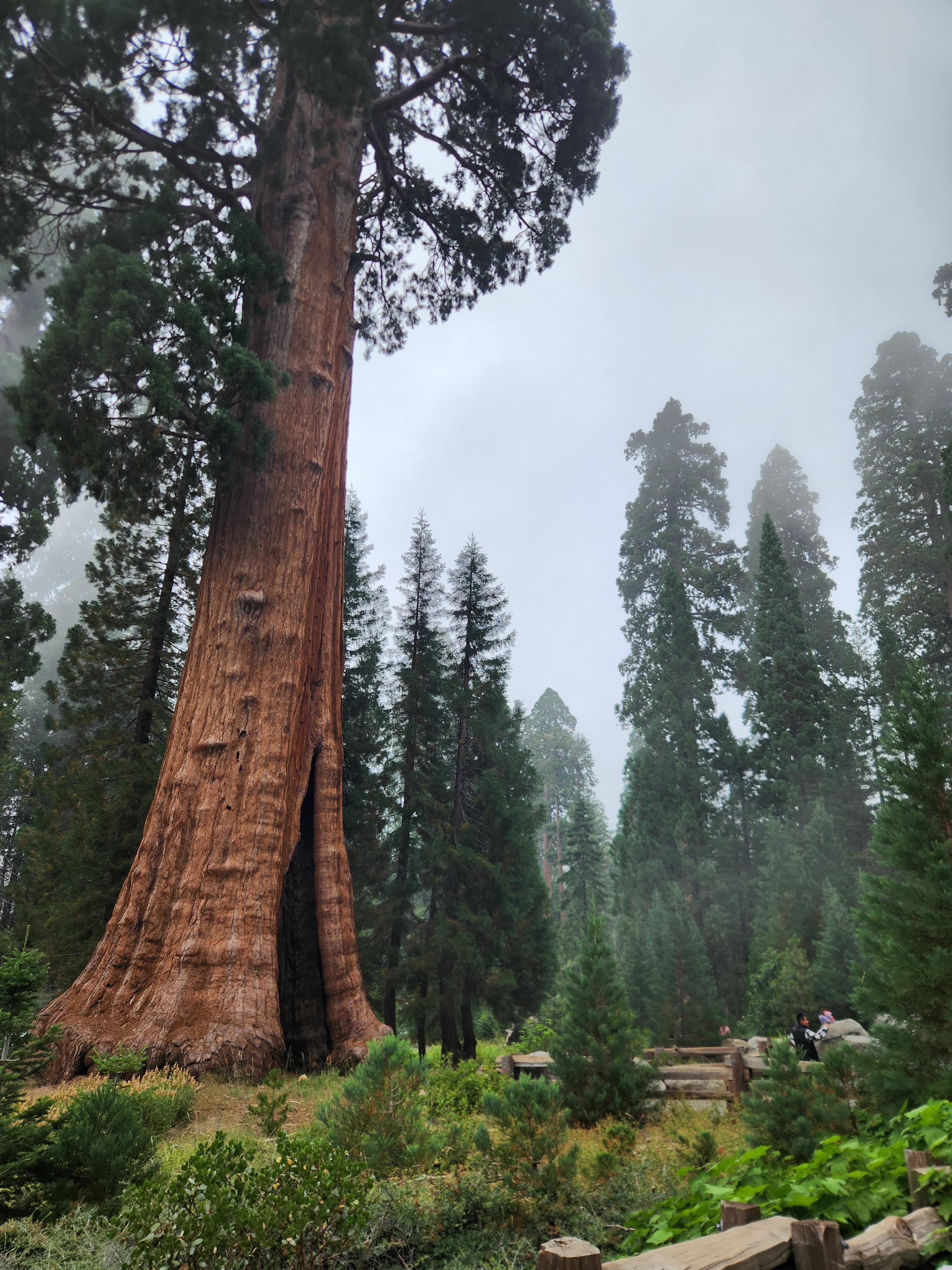 Sequioa National Forest Album Picture 2