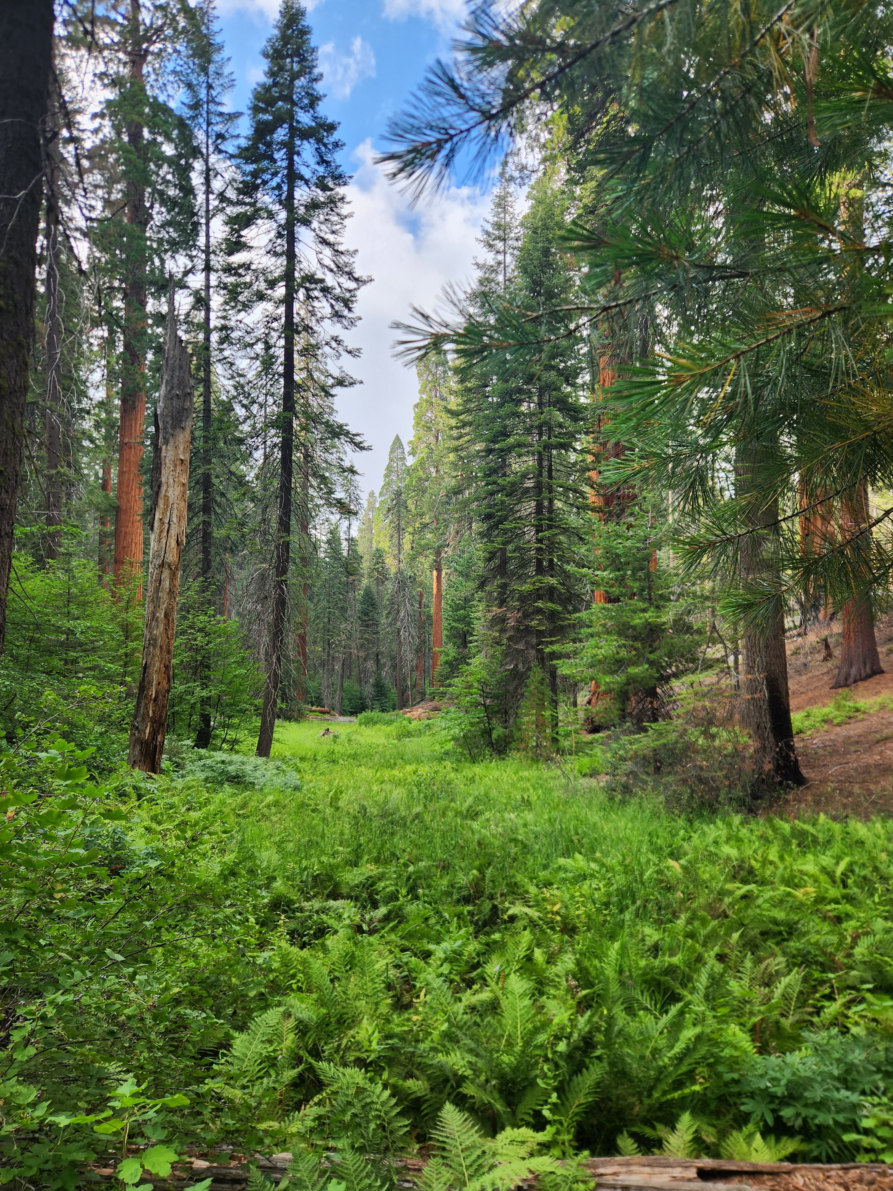 Sequioa National Forest Album Picture 3