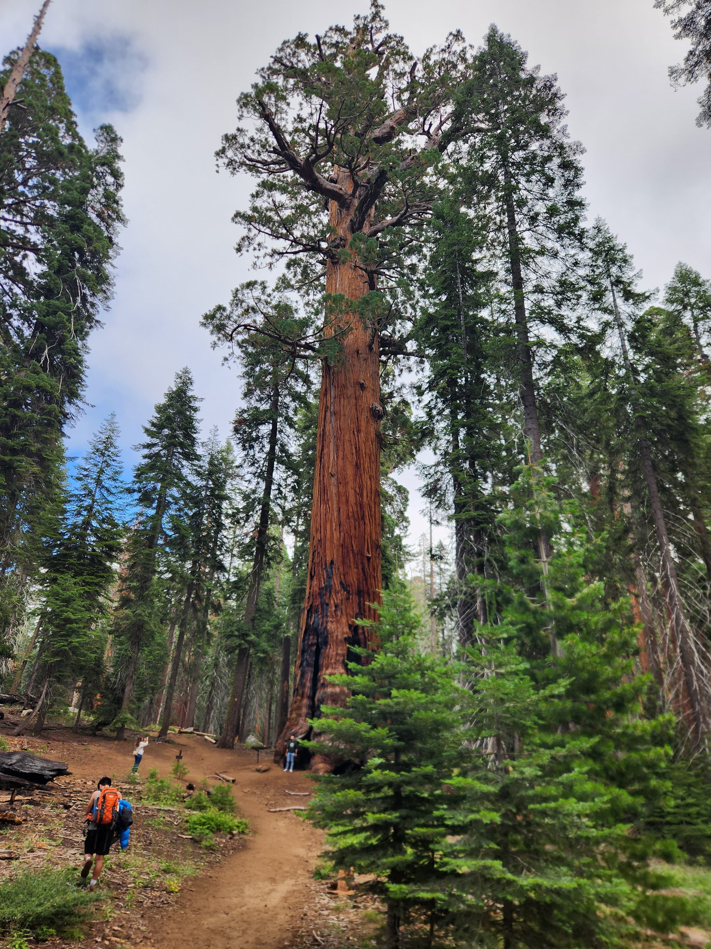 Sequioa National Forest Album Picture 6