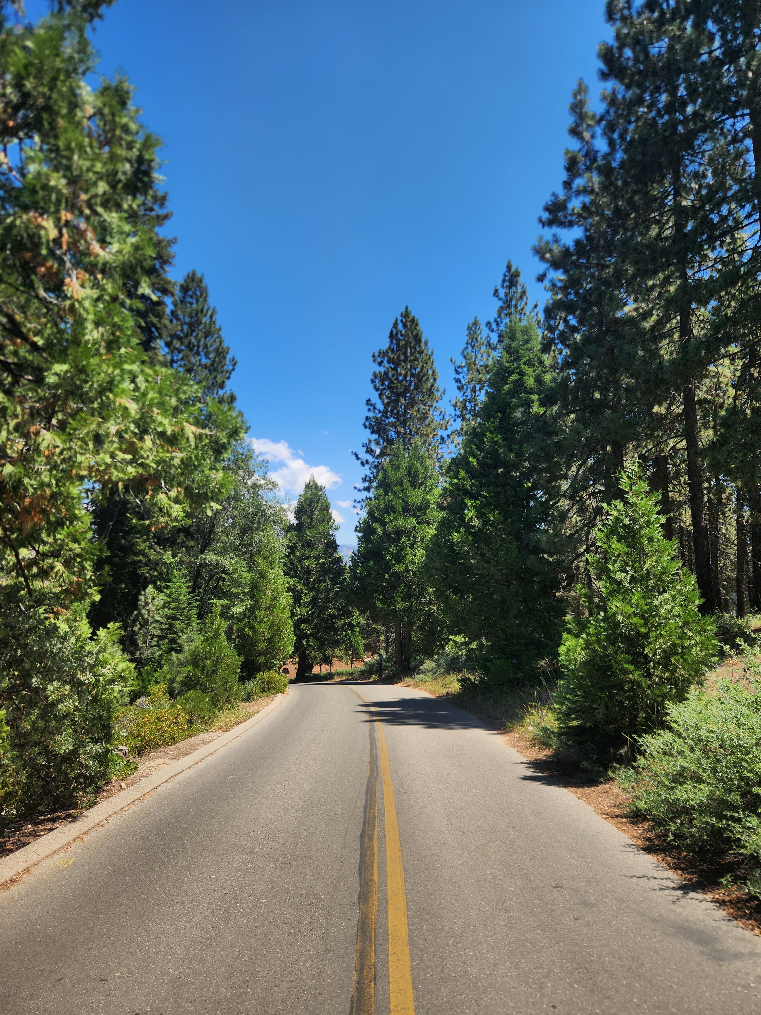 Shaver Lake Album Picture 1